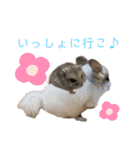 ぼくんちのハムちゃん（個別スタンプ：16）