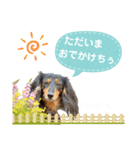 ミニチュアダックスの気ままなランチ⑦（個別スタンプ：6）