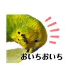 ぺぺ太郎の日常会話（個別スタンプ：3）
