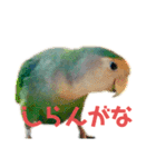 うちのもも知りませんか？ 〜関西弁Ver〜（個別スタンプ：7）