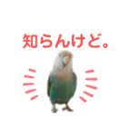 うちのもも知りませんか？ 〜関西弁Ver〜（個別スタンプ：15）