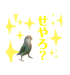 うちのもも知りませんか？ 〜関西弁Ver〜（個別スタンプ：22）