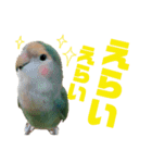 うちのもも知りませんか？ 〜3〜（個別スタンプ：1）