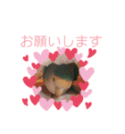 うちのもも知りませんか？ 〜3〜（個別スタンプ：21）