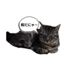めいの日常で使える猫スタンプ（個別スタンプ：1）