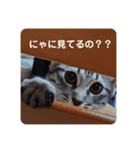 めいの日常で使える猫スタンプ（個別スタンプ：2）