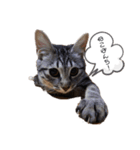 めいの日常で使える猫スタンプ（個別スタンプ：3）