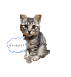 めいの日常で使える猫スタンプ（個別スタンプ：4）