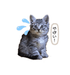 めいの日常で使える猫スタンプ（個別スタンプ：5）