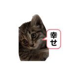 めいの日常で使える猫スタンプ（個別スタンプ：6）