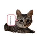 めいの日常で使える猫スタンプ（個別スタンプ：8）