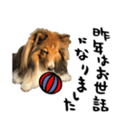 冬の犬ことば（個別スタンプ：13）