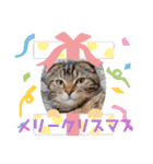 琥珀と銀次郎①（個別スタンプ：1）