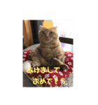 琥珀と銀次郎①（個別スタンプ：3）