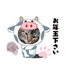 琥珀と銀次郎①（個別スタンプ：5）