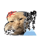 琥珀と銀次郎①（個別スタンプ：11）