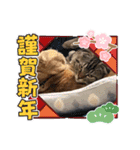 琥珀と銀次郎①（個別スタンプ：13）