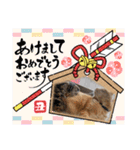 琥珀と銀次郎①（個別スタンプ：14）