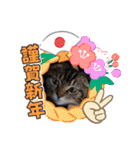 琥珀と銀次郎①（個別スタンプ：16）
