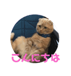 琥珀と銀次郎①（個別スタンプ：21）