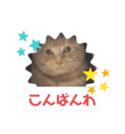 琥珀と銀次郎①（個別スタンプ：22）
