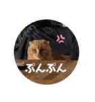 琥珀と銀次郎①（個別スタンプ：30）