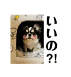 小梅ちゃんスタンプ★（個別スタンプ：16）