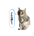 ミニーちゃん 親しい仲間スタンプ（個別スタンプ：22）