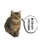 ミニーちゃん 親しい仲間スタンプ（個別スタンプ：25）