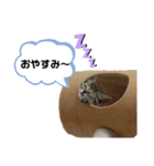 ミニーちゃん 親しい仲間スタンプ（個別スタンプ：35）