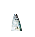 【今日の晩御飯】魚スタンプ（個別スタンプ：1）