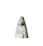 【今日の晩御飯】魚スタンプ（個別スタンプ：2）