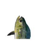 【今日の晩御飯】魚スタンプ（個別スタンプ：4）