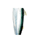 【今日の晩御飯】魚スタンプ（個別スタンプ：5）