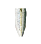 【今日の晩御飯】魚スタンプ（個別スタンプ：6）