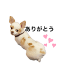 チワワ♡ひなた♡スタンプ（個別スタンプ：1）