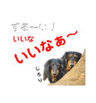 ミニチュアダックスの気ままなランチ⑧（個別スタンプ：4）