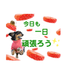 ミニチュアダックスの気ままなランチ⑧（個別スタンプ：7）