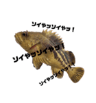 生魚スタンプ2（個別スタンプ：8）