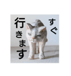 木彫ねこのレス（個別スタンプ：1）