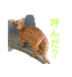 木彫ねこのレス（個別スタンプ：4）