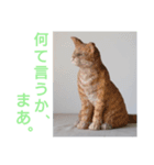 木彫ねこのレス（個別スタンプ：5）