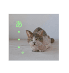 木彫ねこのレス（個別スタンプ：6）