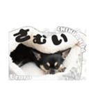 チワワのうるるスタンプ②（個別スタンプ：7）