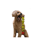 BENCHMARK（個別スタンプ：13）