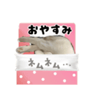 しろみの日常スタンプ（個別スタンプ：1）