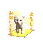 しろみの日常スタンプ（個別スタンプ：4）