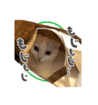 しろみの日常スタンプ（個別スタンプ：8）