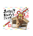 10月の保護子猫たち（個別スタンプ：1）