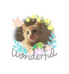 10月の保護子猫たち（個別スタンプ：2）